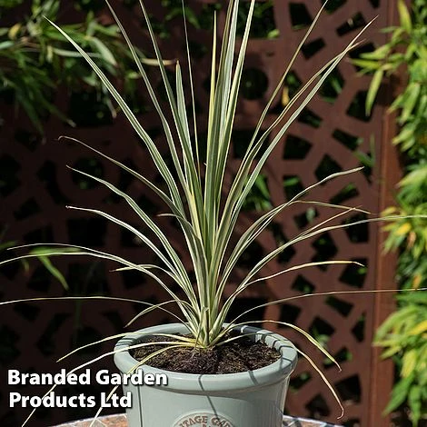 Cordyline Australis 'Lime Passion' 3 Cordyline Australis 'Lime Passion'