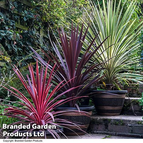 Cordyline Trio 3 Cordyline Trio