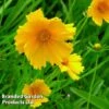 Coreopsis Grandiflora Mayfield Giant 2 Coreopsis Grandiflora Mayfield Giant -Perfect Greenery CORE KA4958 A