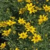 Coreopsis Verticillata 'Zagreb' -Perfect Greenery CORE T58071 A h