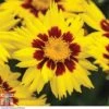 Coreopsis 'Sunkiss' -Perfect Greenery CORE T72100 A h