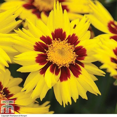 Coreopsis 'Sunkiss' 3 Coreopsis 'Sunkiss'