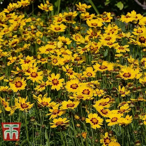 Coreopsis 'Sunkiss' 4 Coreopsis 'Sunkiss' - Image 2