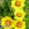 Coreopsis 'Baby Gold' -Perfect Greenery CORE BABYGOLD S03435