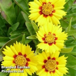 Coreopsis 'Baby Gold'