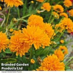 Best Value Perennial Collection -Perfect Greenery CORE GOLDENJOY T43320202