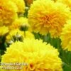 Coreopsis Golden Sphere -Perfect Greenery CORE GOLDENSPH1
