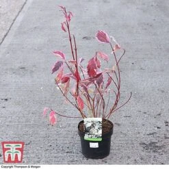 Cornus Alba 'Sibirica Variegata' -Perfect Greenery CORN 66170 A