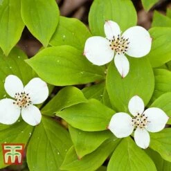 Cornus Canadensis -Perfect Greenery CORN T57945 A