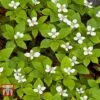 Cornus Canadensis -Perfect Greenery CORN T57945 C
