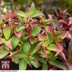 Cornus Canadensis -Perfect Greenery CORN T57945 D