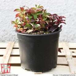 Cornus Canadensis -Perfect Greenery CORN T57945 e1