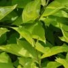 Cornus Alba 'Aurea' -Perfect Greenery CORN T58256 A h