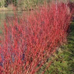 Cornus Alba 'Aurea' -Perfect Greenery CORN T58256 B h