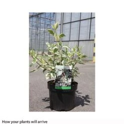 Cornus Alba 'Sibirica Variegata' -Perfect Greenery CORN T66170 B h