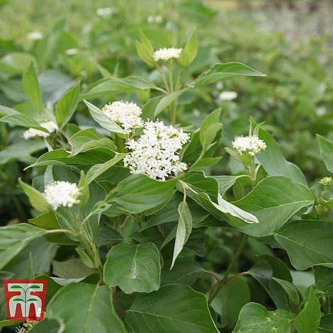 Cornus Sericea 'Bud's Yellow' 4 Cornus Sericea 'Bud's Yellow' - Image 2