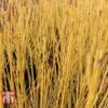 Cornus Sericea 'Bud's Yellow' -Perfect Greenery CORN T66174 B