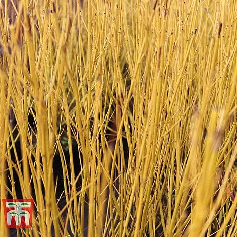 Cornus Sericea 'Bud's Yellow' 3 Cornus Sericea 'Bud's Yellow'