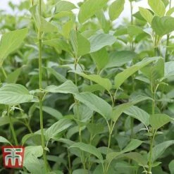 Cornus Sericea 'Bud's Yellow' 10 Cornus Sericea 'Bud's Yellow' -Perfect Greenery CORN T66174 C