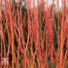 Cornus Sericea 'Cardinal' 1 Cornus Sericea 'Cardinal' -Perfect Greenery CORN T66175 A