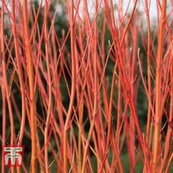 Cornus Sericea 'Cardinal'