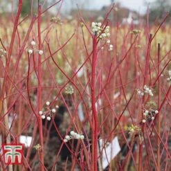Cornus Sericea 'Cardinal' -Perfect Greenery CORN T66175 B