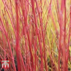 Cornus Sericea 'Cardinal' -Perfect Greenery CORN T66175 C