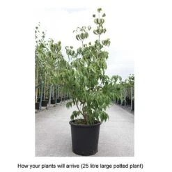 Cornus Kousa Var. Chinensis 'China Girl' -Perfect Greenery CORN T68310 B h