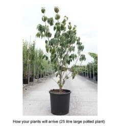 Cornus Kousa 'Teutonia' 11 Cornus Kousa 'Teutonia' -Perfect Greenery CORN T68314 B h