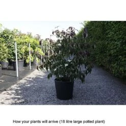 Cornus Kousa Var. Chinensis 'Wieting's Select' -Perfect Greenery CORN T68318 B h