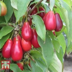 Cornus Mas 'Schönbrunner Gourmet Dirndl'