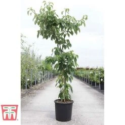 Cornus Controversa 'Pagoda' -Perfect Greenery CORN TKA3088 A