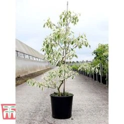 Cornus Controversa 'Variegata' -Perfect Greenery CORN TKA3090 A