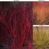 Cornus Winter Stems Collection -Perfect Greenery CORN TKA7201 A
