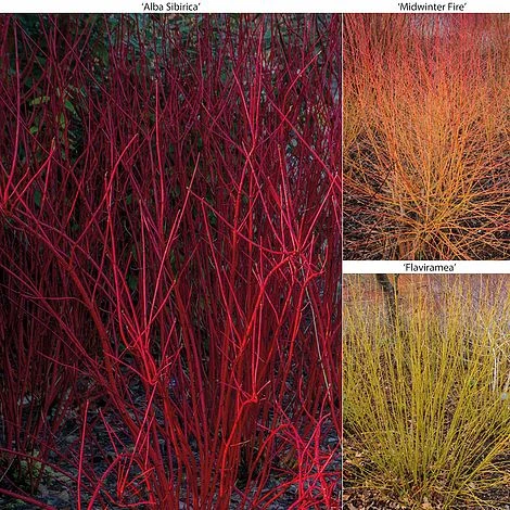 Cornus Winter Stems Collection 3 Cornus Winter Stems Collection