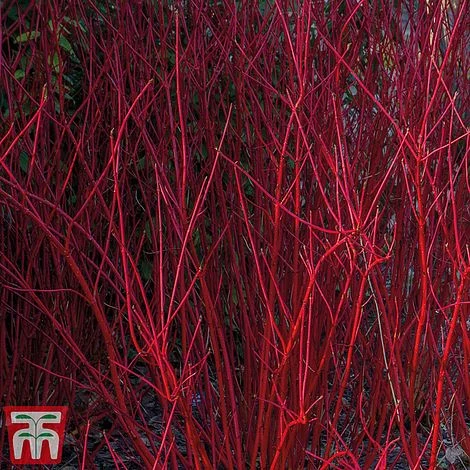 Cornus Winter Stems Collection 4 Cornus Winter Stems Collection - Image 2