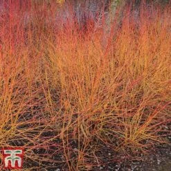 Cornus Winter Stems Collection 8 Cornus Winter Stems Collection -Perfect Greenery CORN TKA7201 C