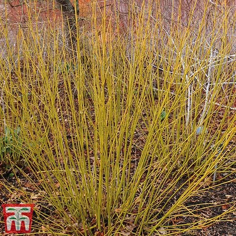Cornus Winter Stems Collection 6 Cornus Winter Stems Collection - Image 4