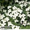 Cornus Kousa Var. Chinensis -Perfect Greenery CORN CHINENSIS R48204