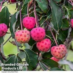 Cornus Kousa Var. Chinensis -Perfect Greenery CORN CHINENSIS R48205