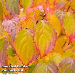 Cornus Kousa Var. Chinensis -Perfect Greenery CORN CHINENSIS R48206