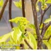 Cornus Controversa -Perfect Greenery CORN CONTROVER U39321