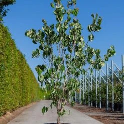 Cornus Kousa 'Galilean' -Perfect Greenery CORN GALILEAN S45360 NOW