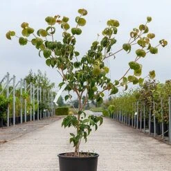 Cornus Kousa 'Heart Throb' -Perfect Greenery CORN HEARTTHRO S45361 NOW