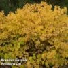 Cornus Sanguinea 'Magic Flame' -Perfect Greenery CORN MAGICFLAM W44483