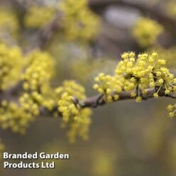 Cornus Mas 'Aurea'