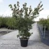 Cornus Kousa 'Weisse Fontaine' -Perfect Greenery CORN WEISSEFON S45366