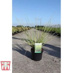 Cortaderia Selloana 'Gold Minipampas' -Perfect Greenery CORT TKA3092 A