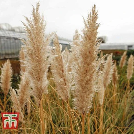 Cortaderia Selloana 'Minipampas' 3 Cortaderia Selloana 'Minipampas'
