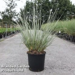 Cortaderia Selloana 'Minipampas Silver' -Perfect Greenery CORT MINIPAMPA S45399